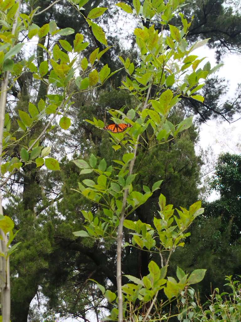 Mariposa Monarca en Vuelo - Guanajuato