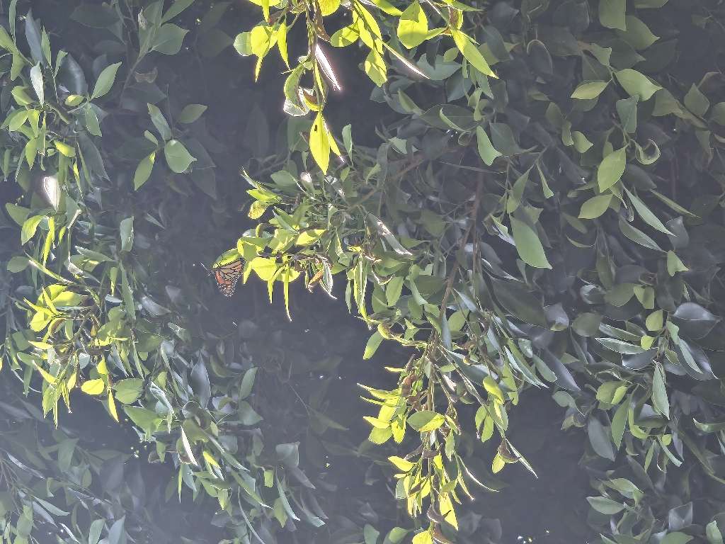 Mariposas Monarca en Percha - Guanajuato